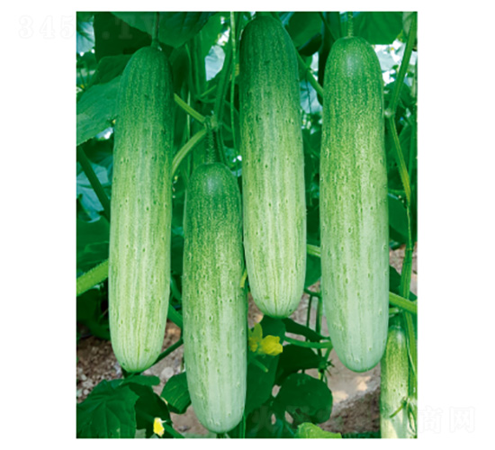 ���д��-�S�ϷN��-���؈@ˇ