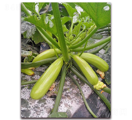 ʥ���_-�����J�N��-���_