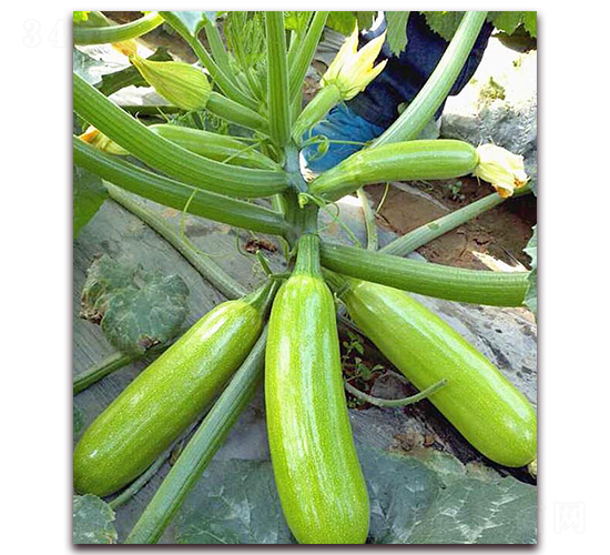 �P����-�����J�N��-���_