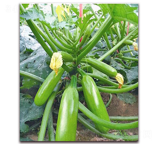 �����W-�����J�N��-���_