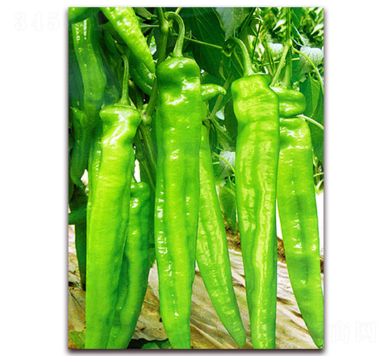 ����-�����N��-���_(d��)