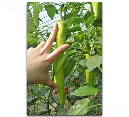 ����-�����N��-���_