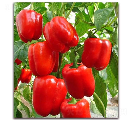 ��Ͽ�-�����N��-���_