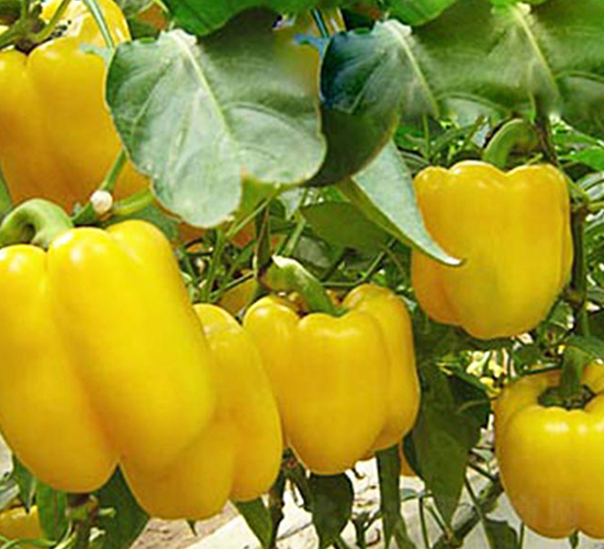 �S��1̖(h��o)-�����N��-���_(d��)