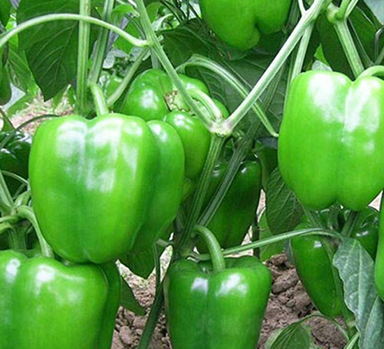 �G��2̖-�����N��-���_