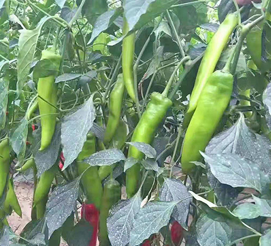 �⽷�N��-���_(d��)