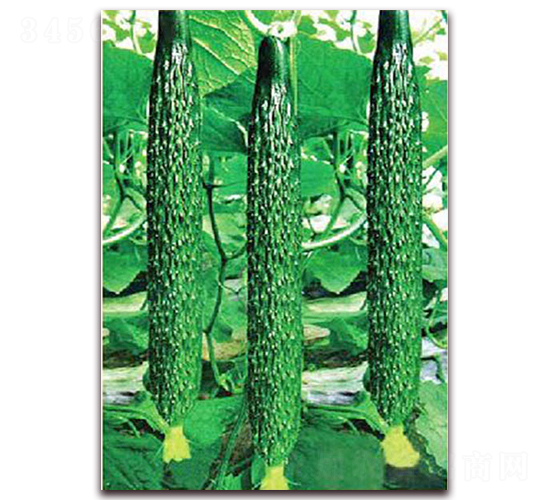 ���_(d��)5̖-�S�ϷN��-���_(d��)