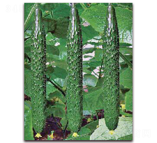 ���_(d��)2̖(h��o)-�S�ϷN��-���_(d��)