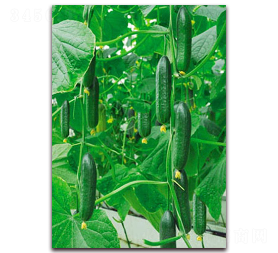 �G��2̖-�S�ϷN��-���_(d��)