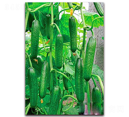 �G��1̖-�S�ϷN��-���_