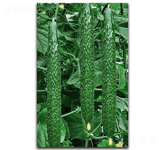 ���_(d��)1̖-�S�ϷN��-���_(d��)