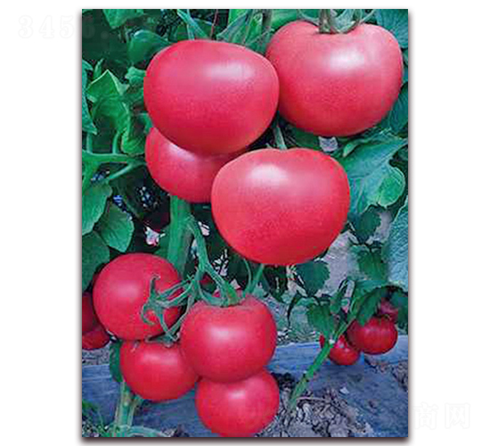 ������-��TY���ѷN��-���_(d��)