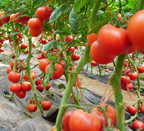 ˹��-��TY���ѷN��-���_(d��)