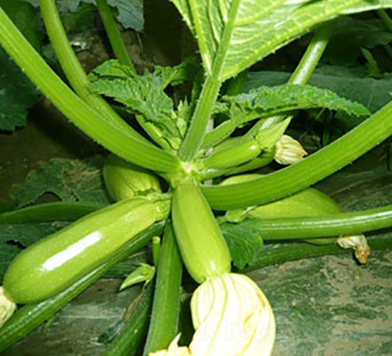 ������-�����J�N��-����r(n��ng)�I(y��)