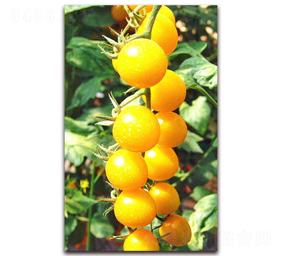 �ļ��L(f��ng)��-����С���t���N��-���_(d��)