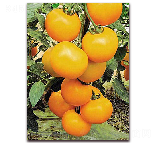 �Sɫ����-����С���t���N��-���_(d��)