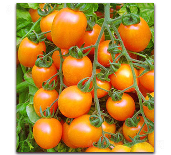 ���G����-����С���t���N��-���_(d��)