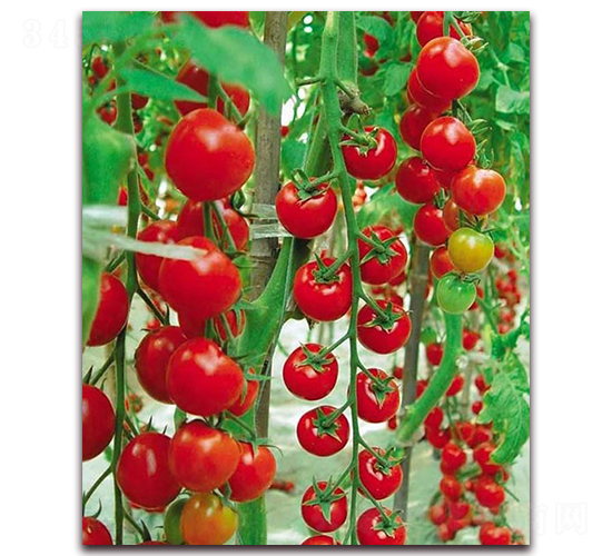 �ۼ�-����С���t���N��-���_(d��)