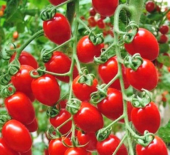 �t�_(d��)2̖(h��o)-����С���t���N��-���_(d��)