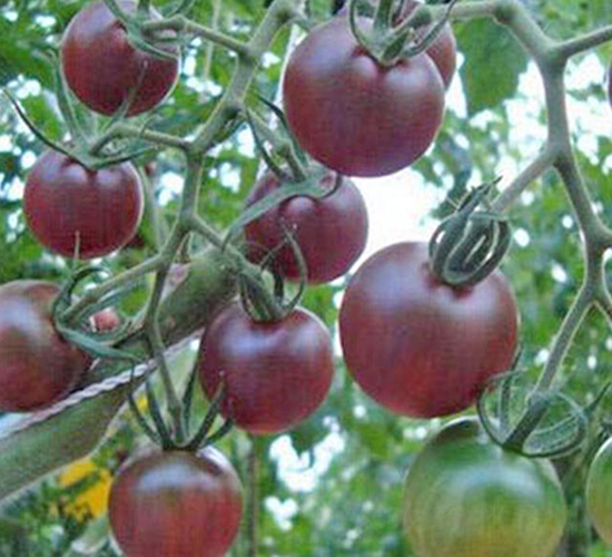 �ڌ�܊-����С���t���N��-���_(d��)