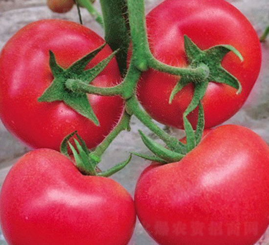 ����-�t�����ѷN��-���_