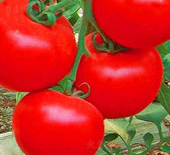 ����2̖(h��o)-�t�����ѷN��-���_(d��)