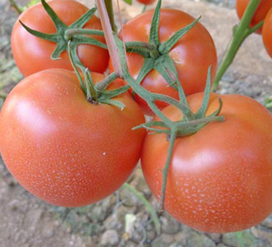 ����6̖-�۹����ѷN��-���_