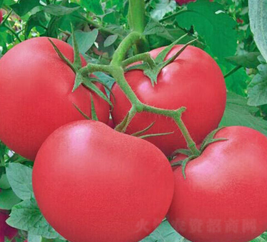 �I(l��ng)����̖-�۹����ѷN��-���_(d��)