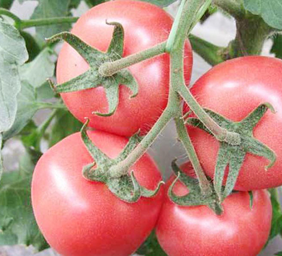 ��(l��)��-�۹����ѷN��-���_(d��)