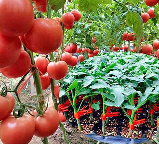 ����2̖(h��o)-�۹����ѷN��-���_(d��)