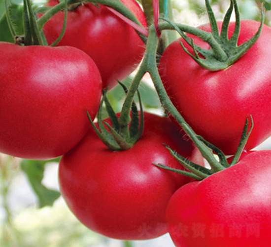 ���Ķ�̖(h��o)-�۹����ѷN��-���_(d��)