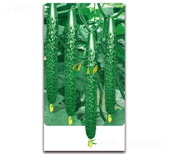 �n��100-�S�ϷN��-�I(y��ng)�ھ���