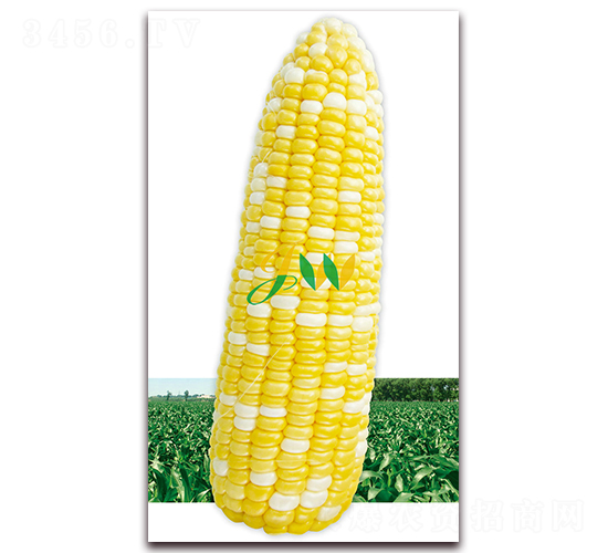 ������450��-�rʳ���׷N��-�I�ھ���