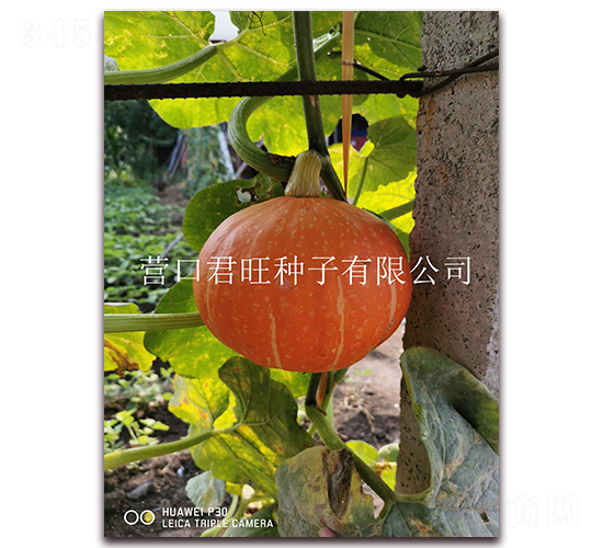 ��̫�2̖-�ϹϷN��-�I�ھ���