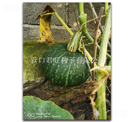 ������-�ϹϷN��-�I�ھ���