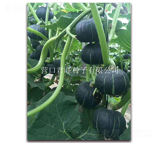 ����2̖(h��o)-�ϹϷN��-�I(y��ng)�ھ���