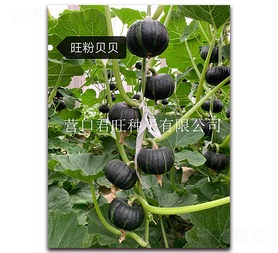 ����ؐؐ-�ϹϷN��-�I(y��ng)�ھ���