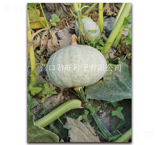 �y��1̖(h��o)-�ϹϷN��-�I(y��ng)�ھ���