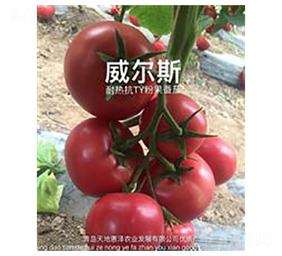 ����˹-�۹����ѷN��-��ػݝ�