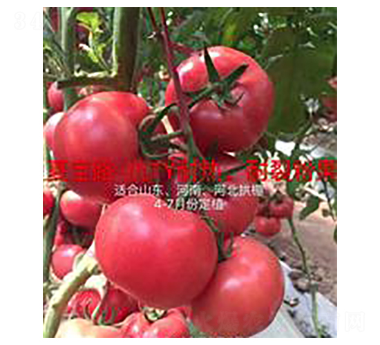 �Č�·-�۹����ѷN��-��ػݝ�