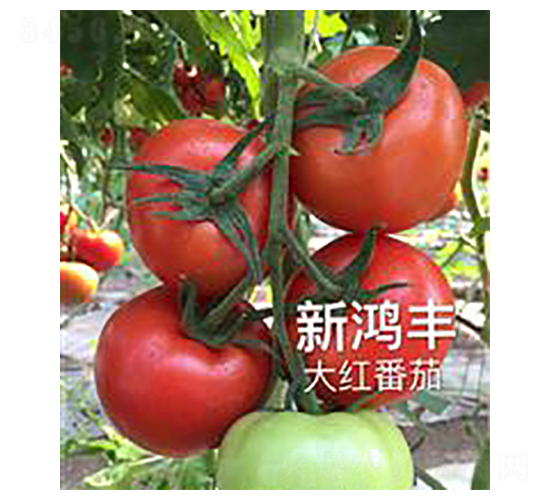 �����S-�t�����ѷN��-��ػݝ�