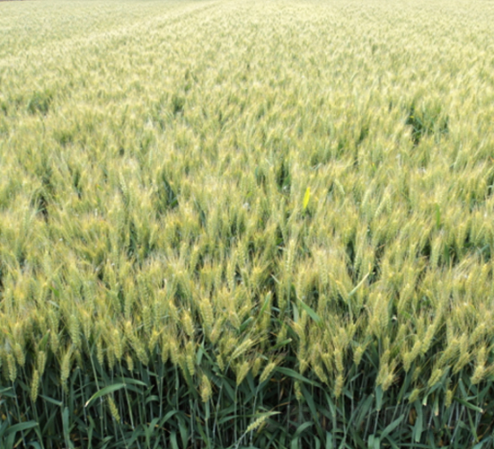 ����L598-С���N��-�S���N�I(y��)