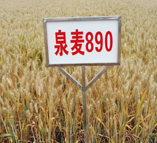 Ȫ��890-С���N��-�S���N�I(y��)