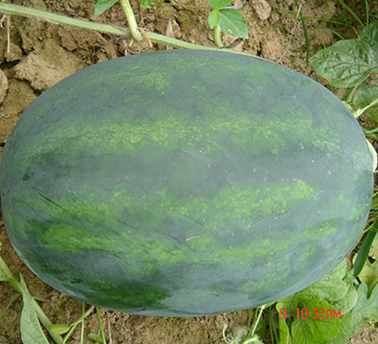 �S����̖(h��o)-���ϷN��-�S���N�I(y��)