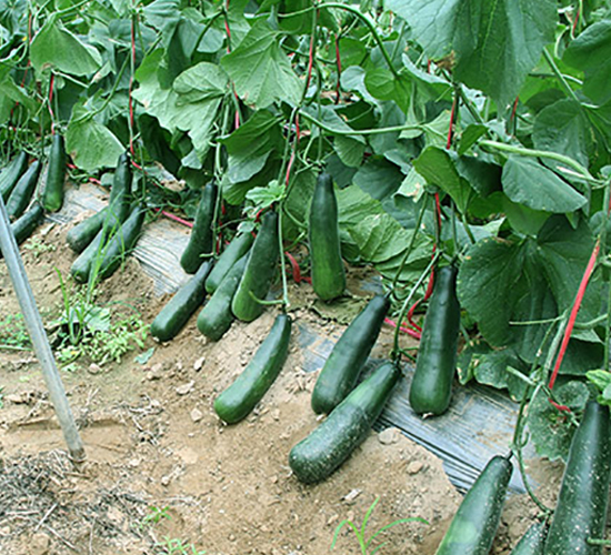 ī�����-��ϷN��-�S���N�I(y��)