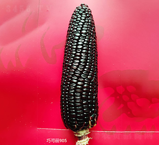 �ɿ���905-���׷N��-�S���N�I(y��)