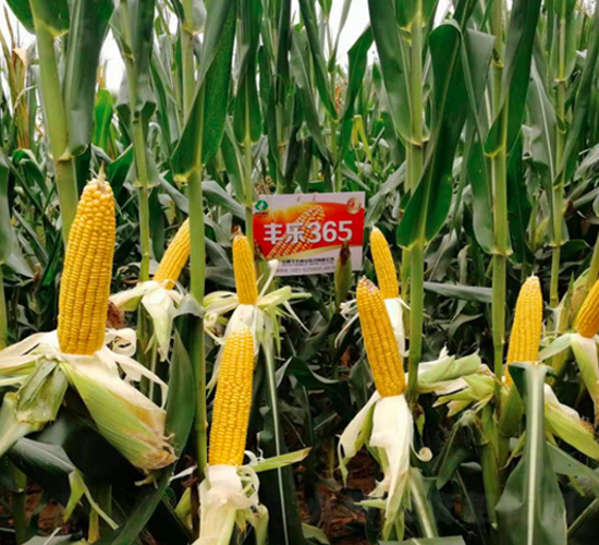 �S��365-���׷N��-�S���N�I(y��)