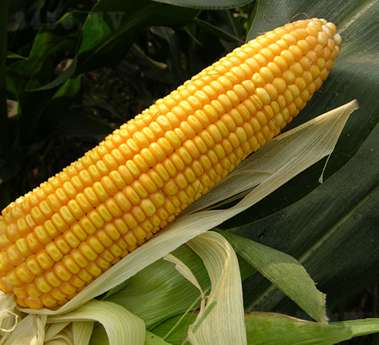 ���r(n��ng)2̖(h��o)-���׷N��-�S��(l��)�N�I(y��)