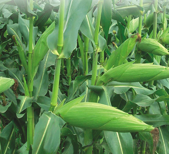 ����999-���׷N��-�S���N�I(y��)