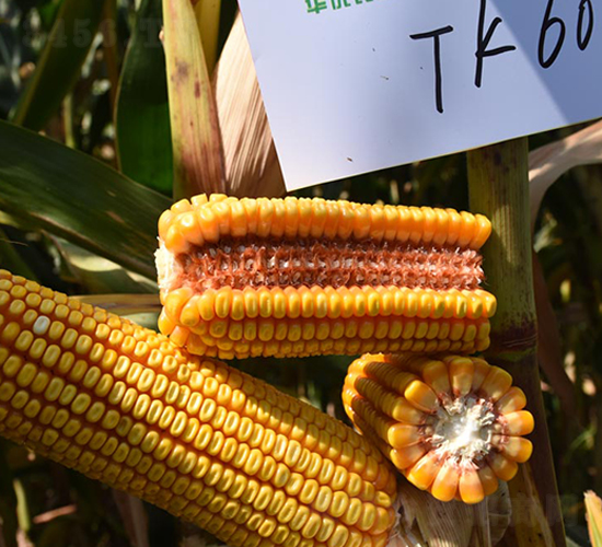 TK601-���׷N��-�S���N�I(y��)